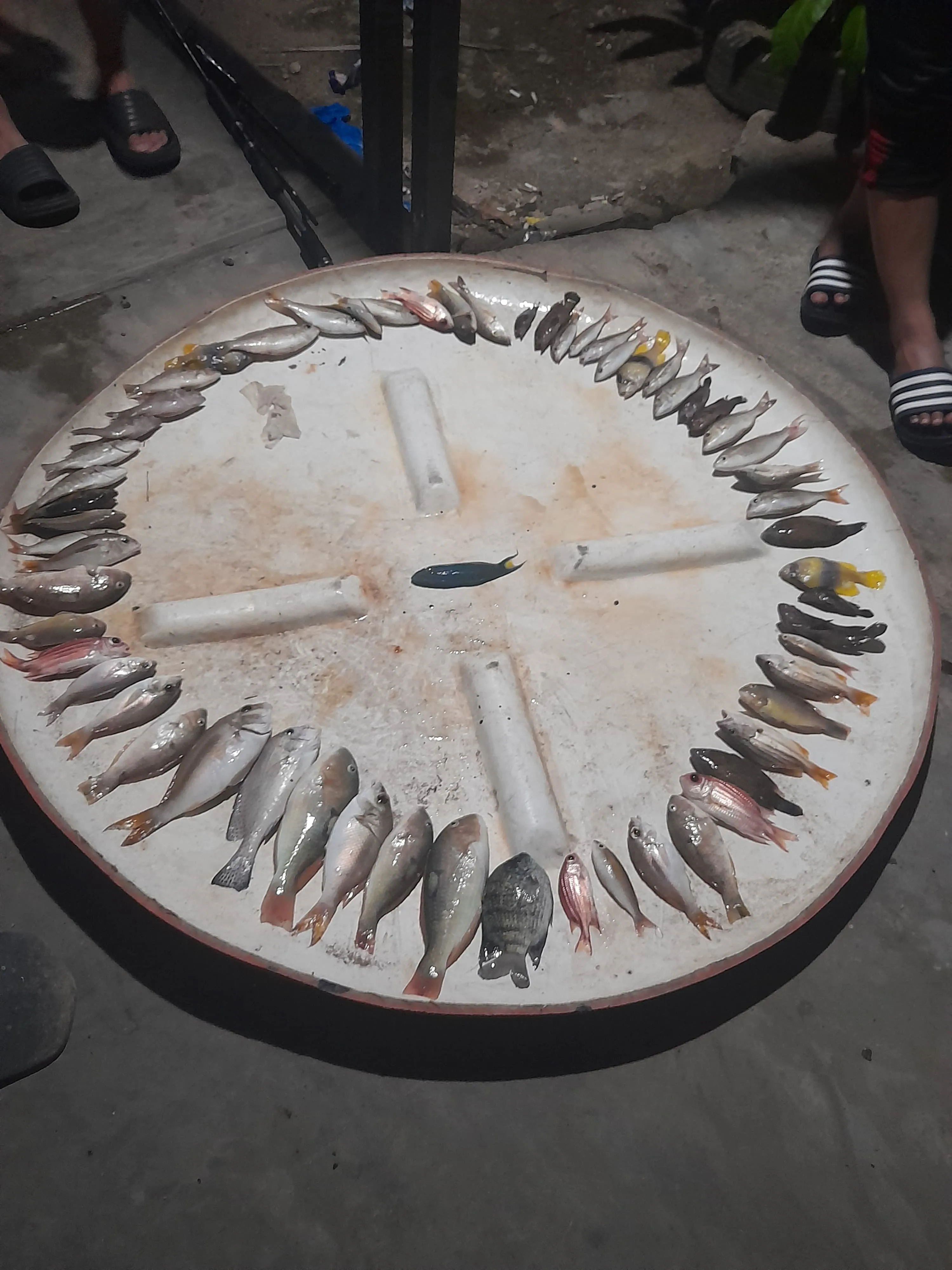 Fish that we caught
