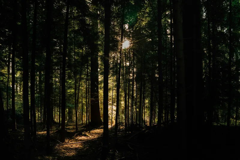 Nature view representing a reflective journey